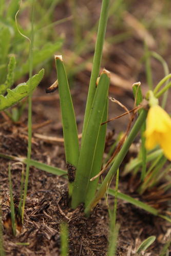 Cyrtanthus breviflorus (Yellow flower lily) — photo
