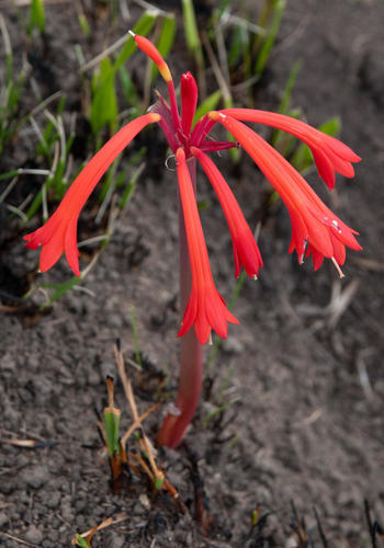 Cyrtanthus contractus (Fire lily) — photo