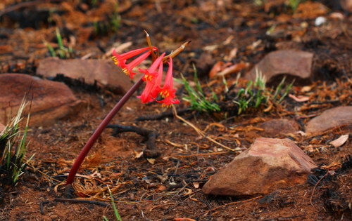 Cyrtanthus contractus (Fire lily) — photo