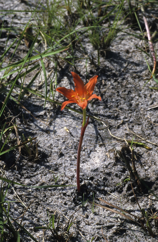 Cyrtanthus galpinii (Fire lily) — photo
