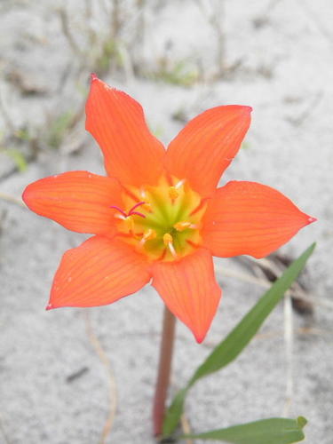 Cyrtanthus galpinii
