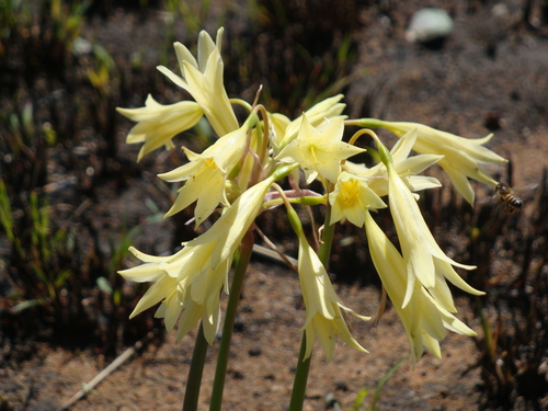 Cyrtanthus nutans (Pointed fire lily) — photo