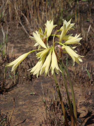 Cyrtanthus nutans