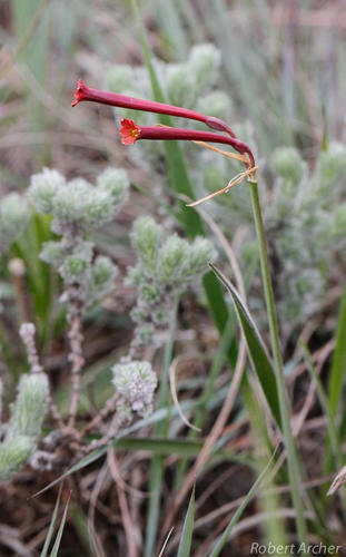 Cyrtanthus stenanthus var. major (Impimpiliza) — photo