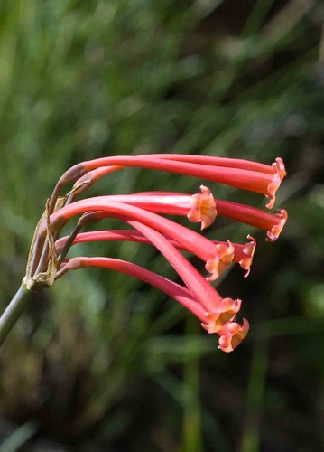 Cyrtanthus stenanthus var. major