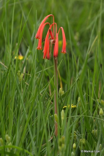 Cyrtanthus tuckii (Green-tipped fire lily) — photo