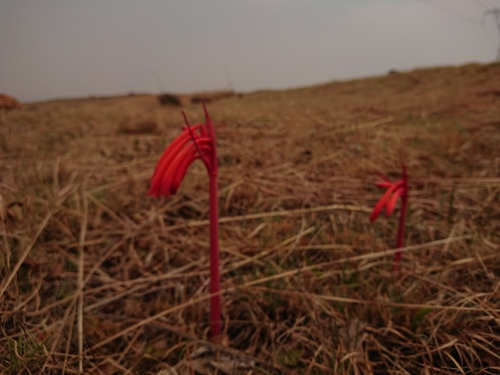 Cyrtanthus tuckii (Green-tipped fire lily) — photo