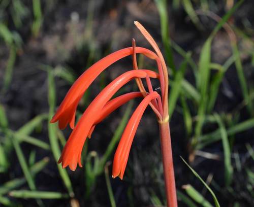 Cyrtanthus tuckii
