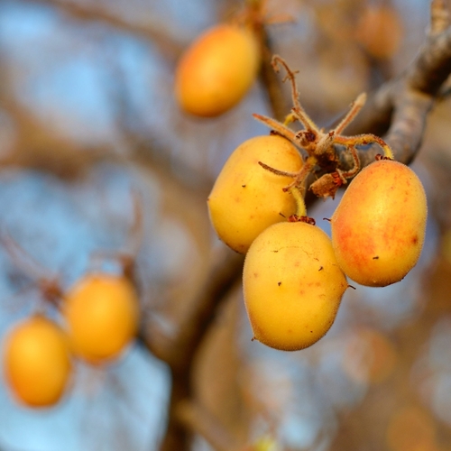 Cyrtocarpa edulis