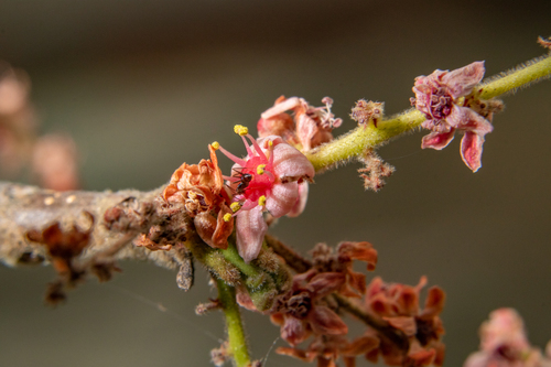 Cyrtocarpa procera (Chupadilla) — photo