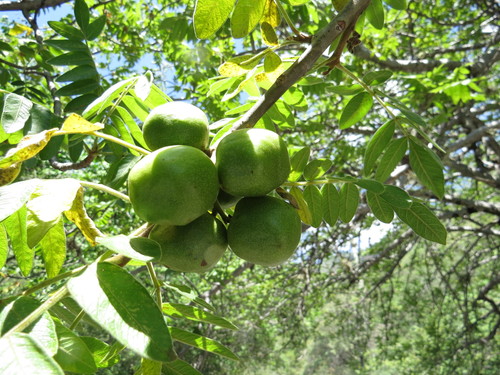 Cyrtocarpa procera