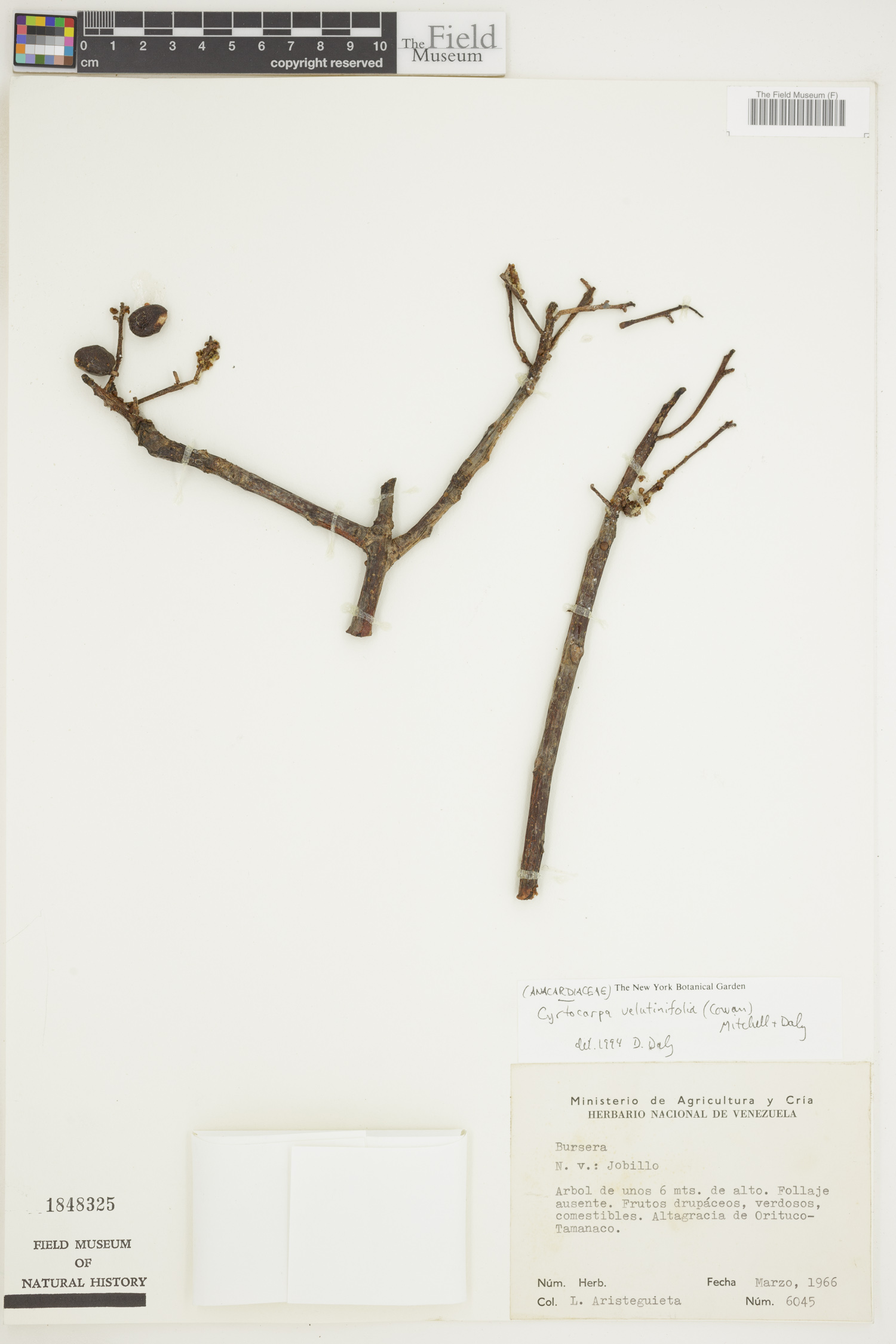 Cyrtocarpa velutinifolia (Velvety leaf cyrtocarpa) — photo