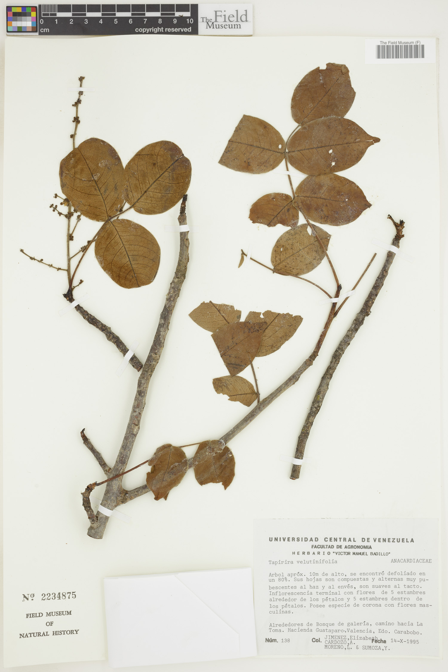 Cyrtocarpa velutinifolia