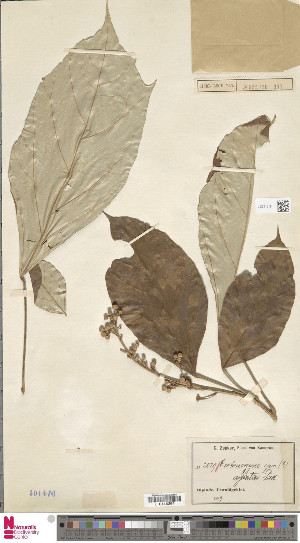 Cyrtogonone argentea (Polopote) — photo