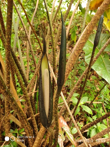 Cyrtosperma johnstonii (Red veined leaf) — photo