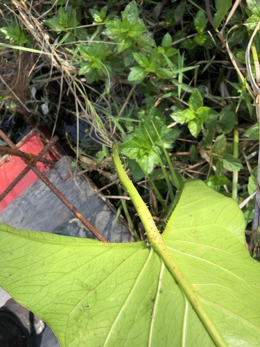 Cyrtosperma merkusii (Swamp taro) — photo