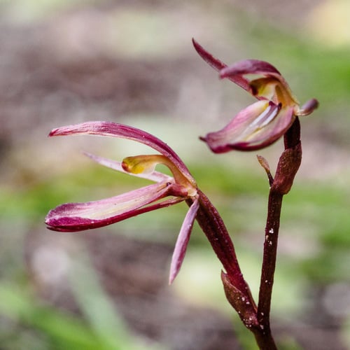 Cyrtostylis reniformis (Mosquito orchid) — photo
