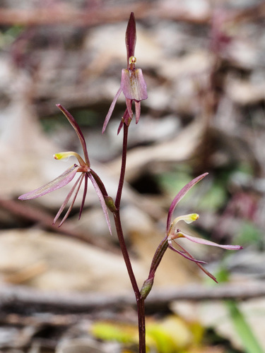 Orchidaceae