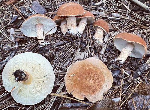 Cystoderma terryi — photo