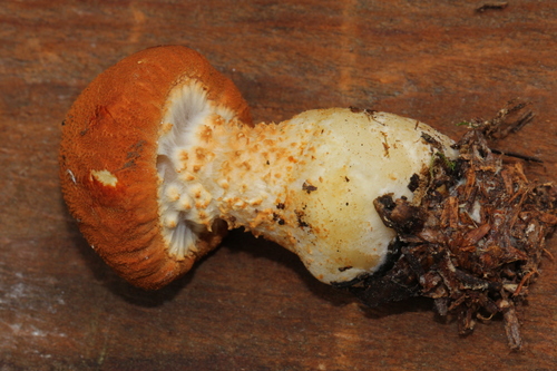 Cystoderma terryi — photo