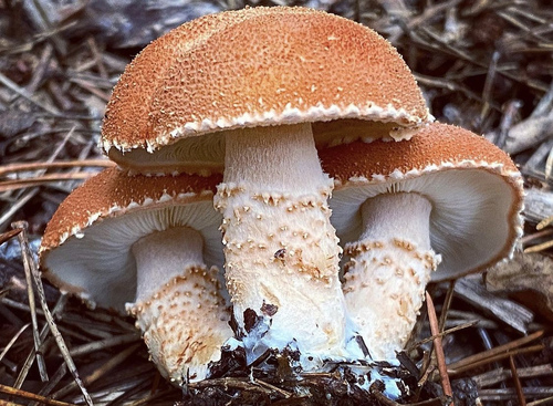 Dermolomataceae