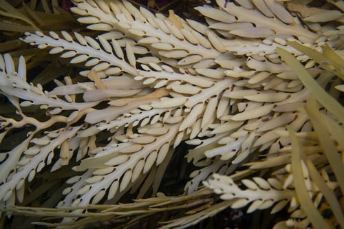 Cystophora platylobium (Rock tangles) — photo