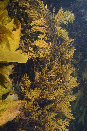 Cystophora platylobium (Rock tangles) — photo