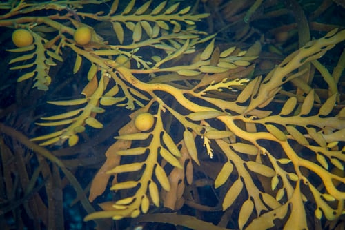 Cystophora platylobium