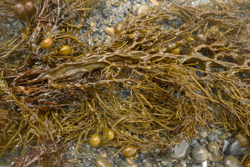 Cystophora retroflexa (Slender zigzag weed) — photo