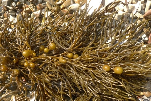 Cystophora retroflexa