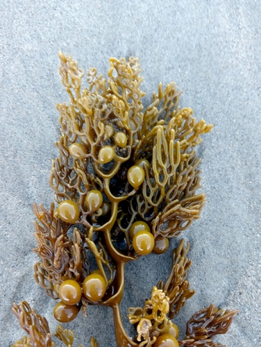 Cystophora scalaris (Ladder zigzag weed) — photo