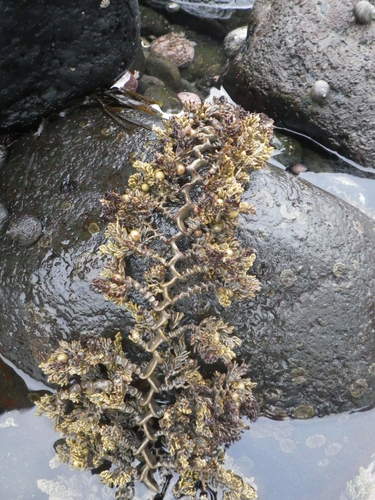 Cystophora scalaris