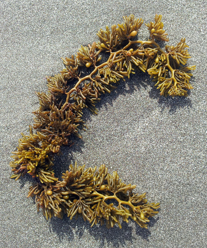 Cystophora torulosa (Knobbed zigzag weed) — photo