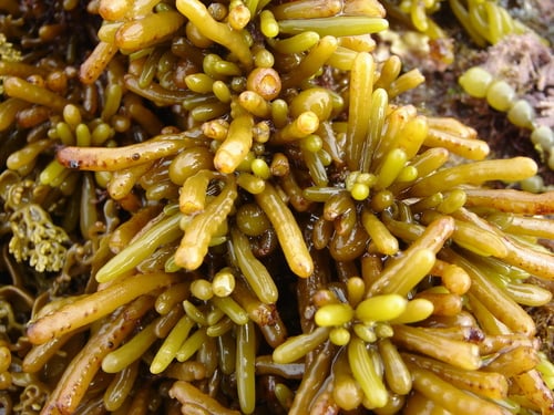 Cystophora torulosa
