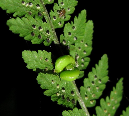 Cystopteris bulbifera (Berry bladder fern) — photo