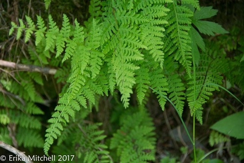 Cystopteris bulbifera (Berry bladder fern) — photo