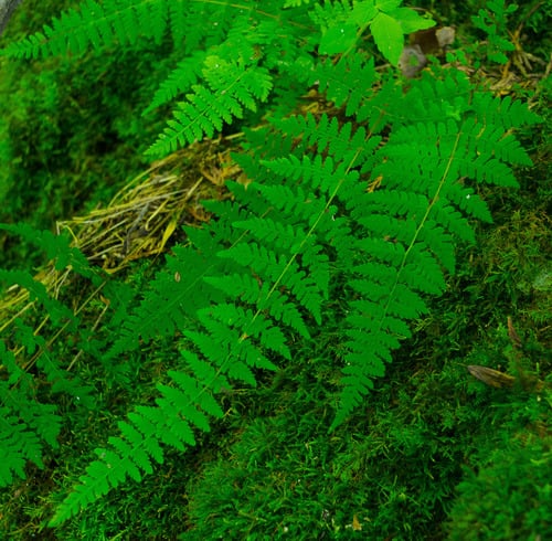 Cystopteridaceae