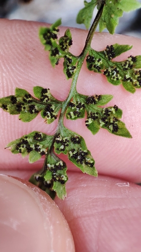 Cystopteris fragilis (Brittle bladder fern) — photo