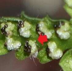 Cystopteris fragilis (Brittle bladder fern) — photo