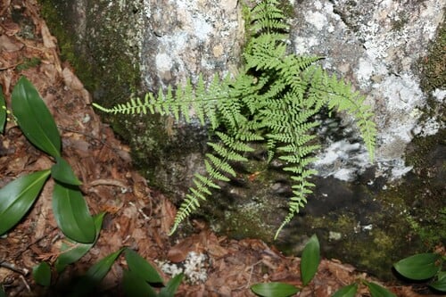 Cystopteris fragilis