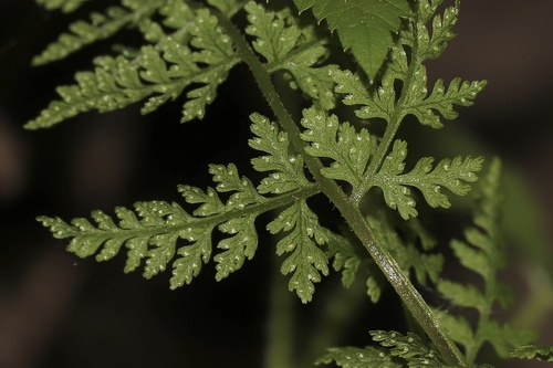 Cystopteris montana (Mountain Bladder Fern) — photo