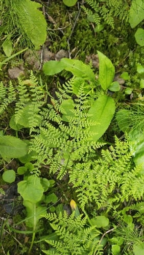 Cystopteris montana