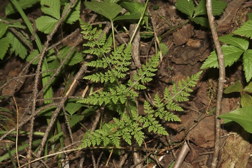 Cystopteris montana (Mountain Bladder Fern) — photo