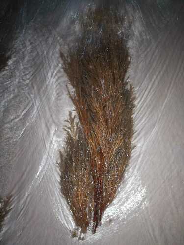 Cystoseira baccata (Bushy berry wrack) — photo