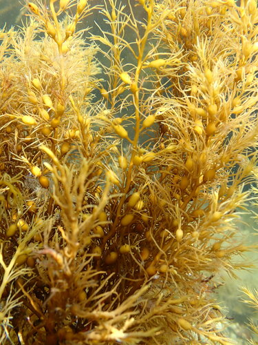 Cystoseira baccata (Bushy berry wrack) — photo