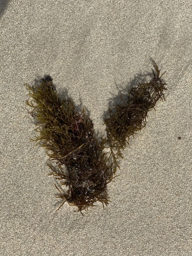 Cystoseira nodicaulis — photo