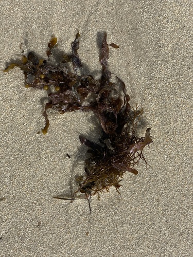 Cystoseira nodicaulis — photo