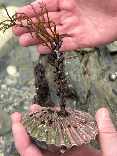 Cystoseira nodicaulis