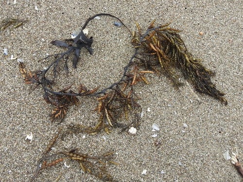 Cystoseira osmundacea (Sea fern) — photo