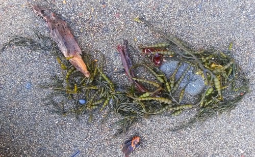 Cystoseira osmundacea (Sea fern) — photo